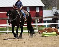 trail-riding-gypsy-vanner-horse