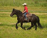 youth-gypsy-vanner-horse