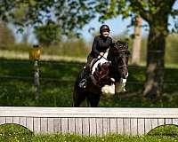 athletic-gypsy-vanner-horse