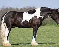 cross-gypsy-vanner-horse