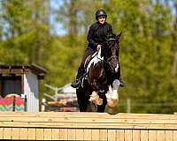 flashy-gypsy-vanner-horse