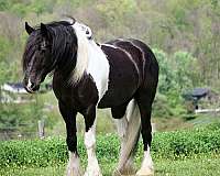 jumping-gypsy-vanner-horse