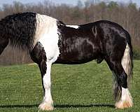 kid-safe-gypsy-vanner-horse