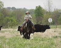 ranch-gypsy-vanner-horse