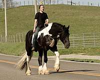 show-gypsy-vanner-horse