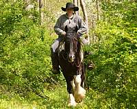 ridden-english-gypsy-vanner-horse