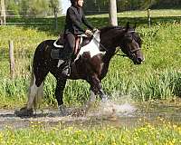 ridden-western-gypsy-vanner-horse