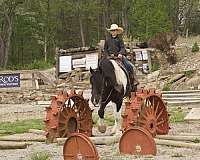 trail-gypsy-vanner-horse