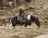 trail-riding-gypsy-vanner-horse