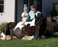 piebald-gypsy-vanner-gelding