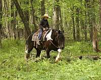 youth-gypsy-vanner-horse
