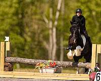 beginner-gypsy-vanner-horse