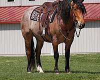 athletic-draft-horse