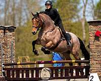 beginner-draft-horse