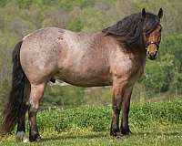 cross-draft-horse