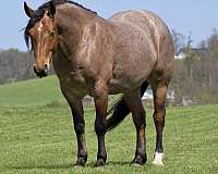 draft-horse