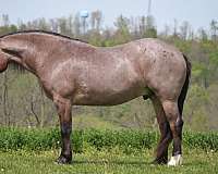 dressage-draft-horse