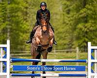 eventing-draft-horse