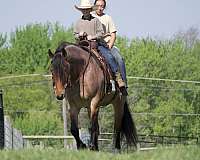 flashy-draft-horse