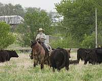 jumping-draft-horse