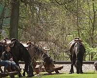 hunter-jumper-draft-horse