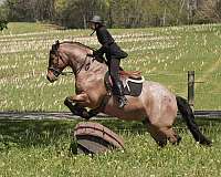 kid-safe-draft-horse