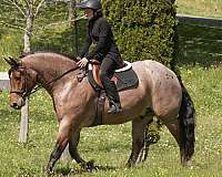 performance-draft-horse