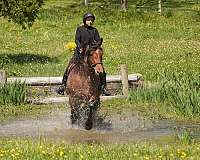 ranch-draft-horse