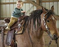 ridden-english-draft-horse