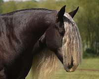 beginner-gypsy-vanner-horse
