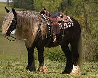 kid-safe-gypsy-vanner-horse