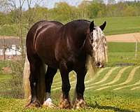 flashy-gypsy-vanner-horse