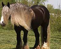 ranch-gypsy-vanner-horse