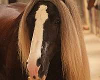 ridden-english-gypsy-vanner-horse
