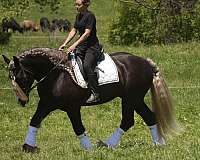 show-gypsy-vanner-horse