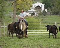ridden-western-gypsy-vanner-horse