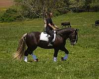 trail-gypsy-vanner-horse