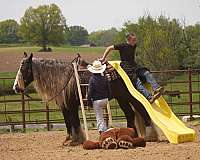 trail-riding-gypsy-vanner-horse