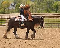 youth-gypsy-vanner-horse