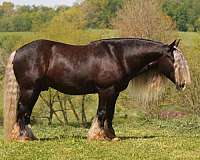 silb-all-around-horse