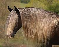 silb-athletic-horse