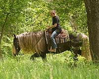 silb-gypsy-vanner-gelding
