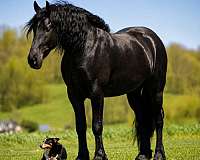 athletic-friesian-horse