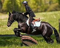 beginner-friesian-horse