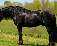 cross-friesian-horse
