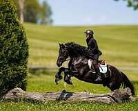draft-friesian-horse