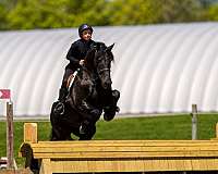 dressage-friesian-horse