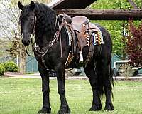 driving-friesian-horse