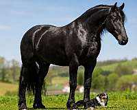 eventing-friesian-horse