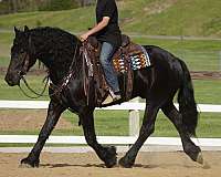 flashy-friesian-horse